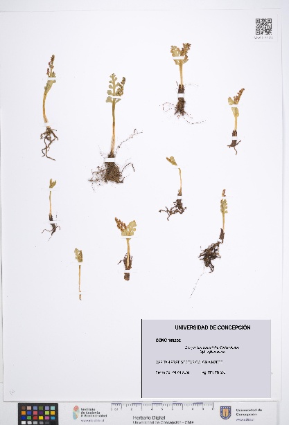 Botrychium dusenii [Espécimen: UDEC:CONC:0169202]