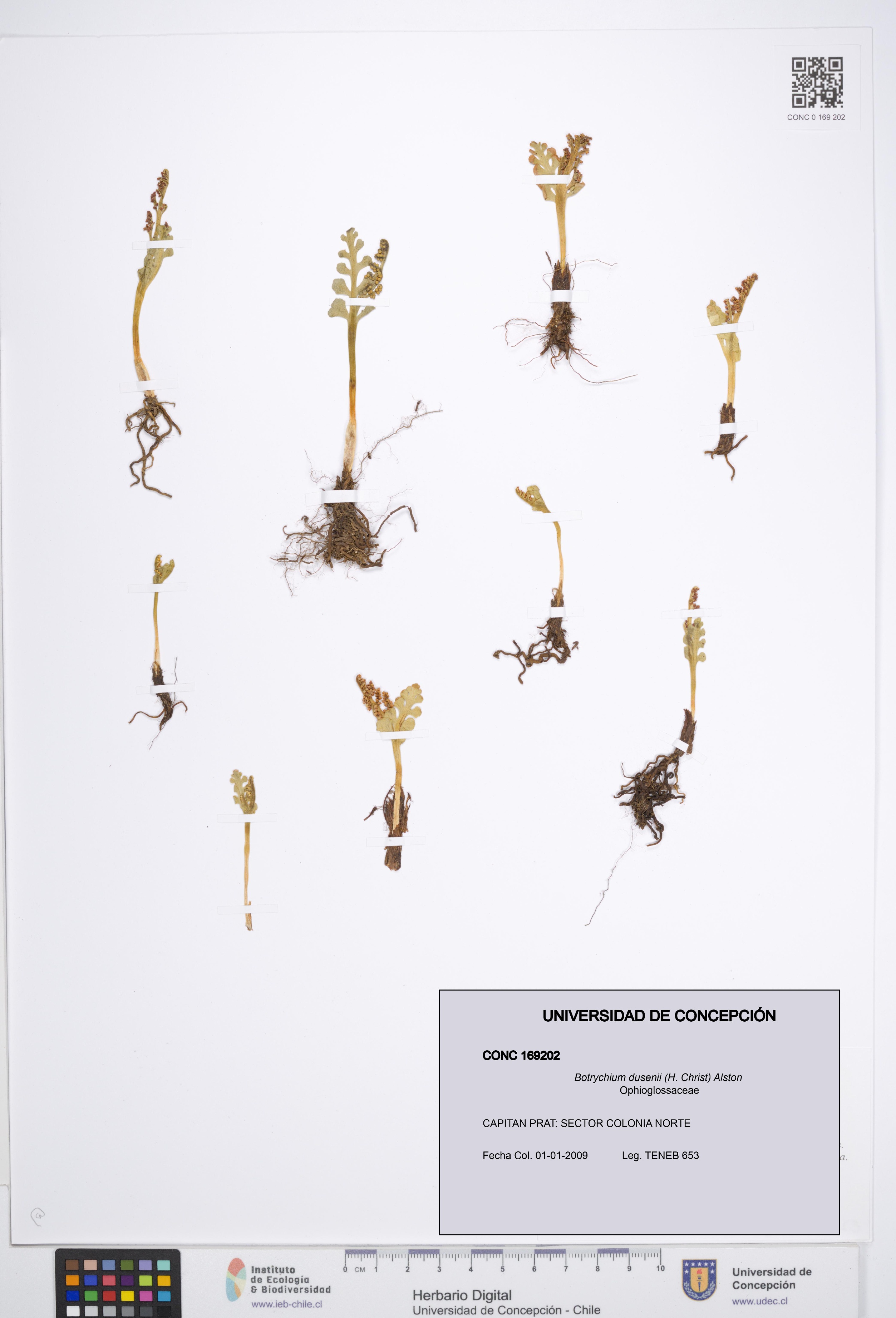 Botrychium dusenii [Espécimen: UDEC:CONC:0169202]