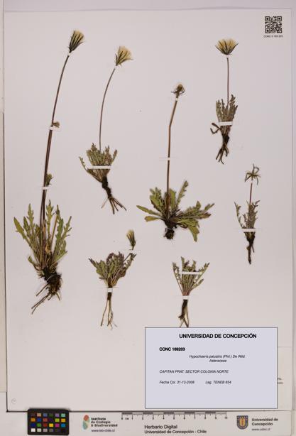 Hypochaeris palustris [Espécimen: UDEC:CONC:0169203]