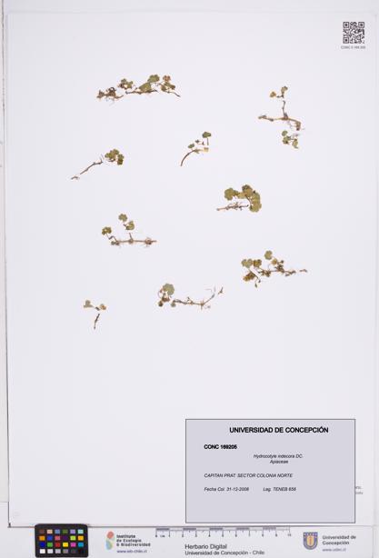 Hydrocotyle indecora [Espécimen: ]
