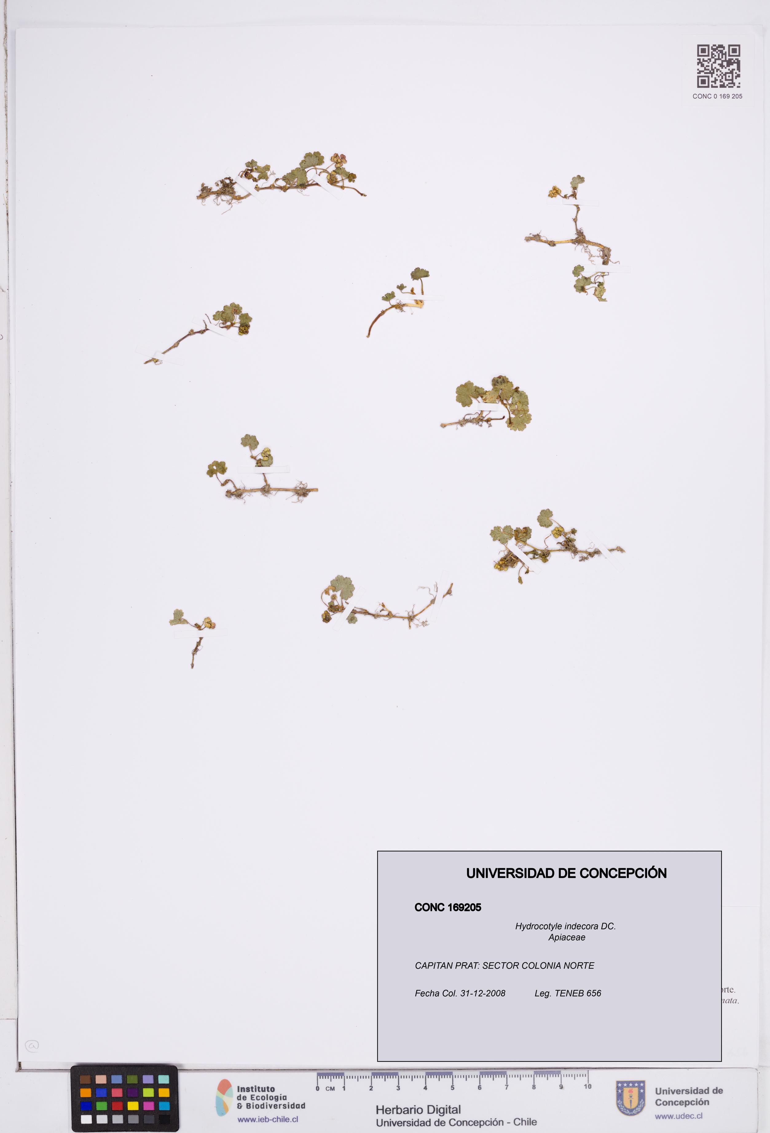 Hydrocotyle indecora [Espécimen: ]