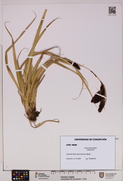 Carex banksii [Espécimen: UDEC:CONC:0169206]