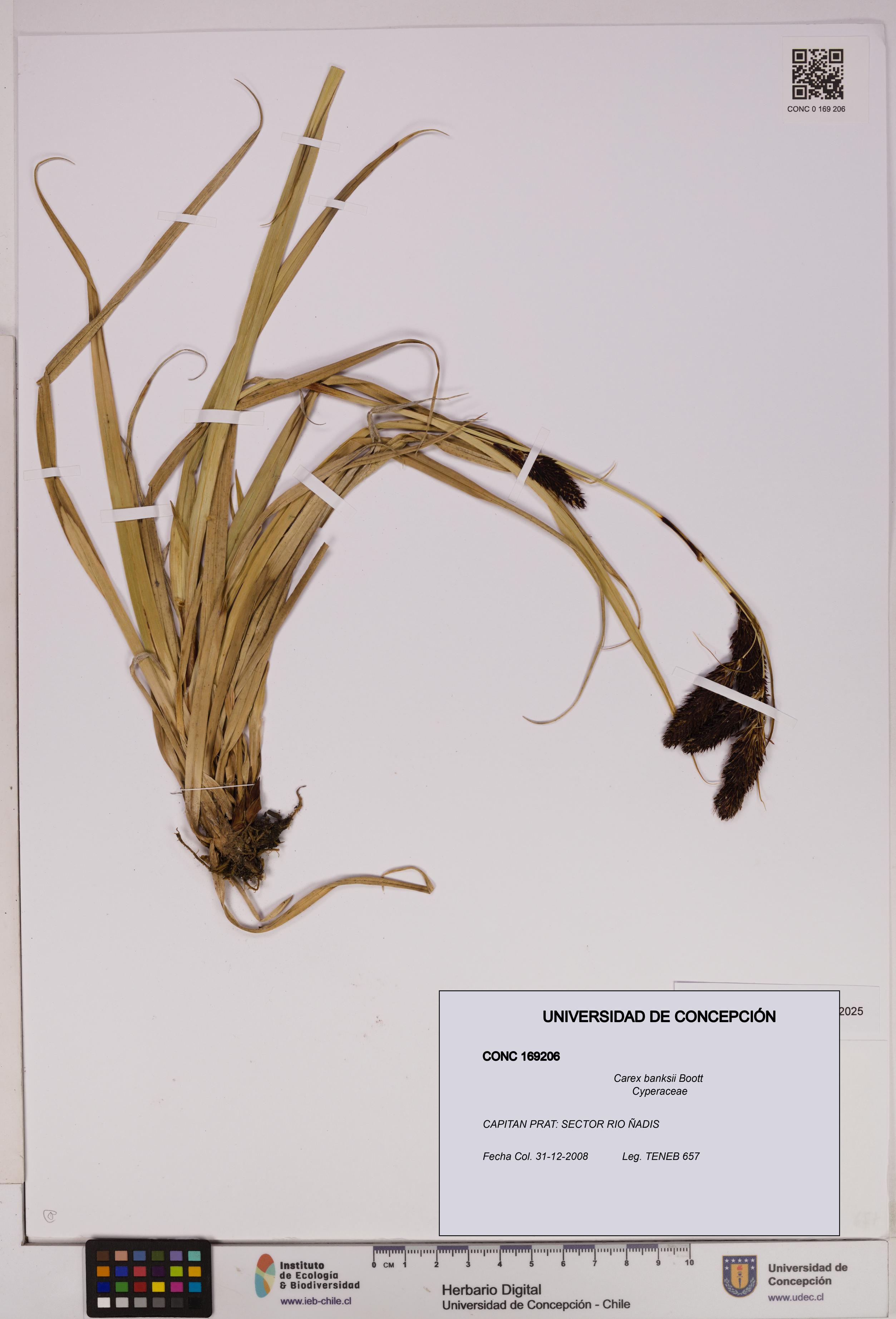 Carex banksii [Espécimen: UDEC:CONC:0169206]
