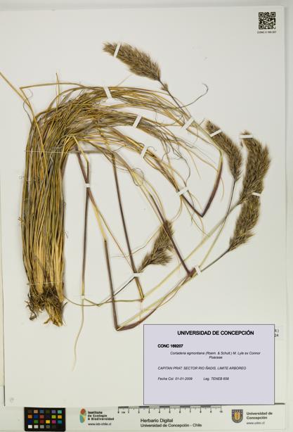 Cortaderia egmontiana [Espécimen: UDEC:CONC:0169207]