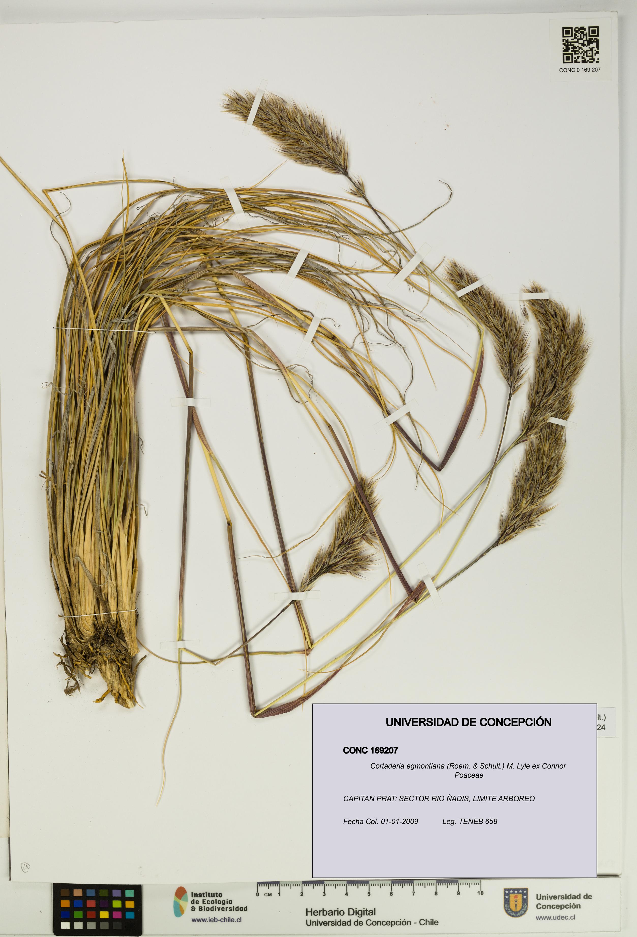 Cortaderia egmontiana [Espécimen: UDEC:CONC:0169207]