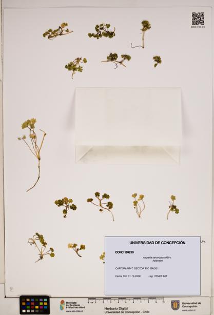 Azorella ranunculus [Espécimen: ]