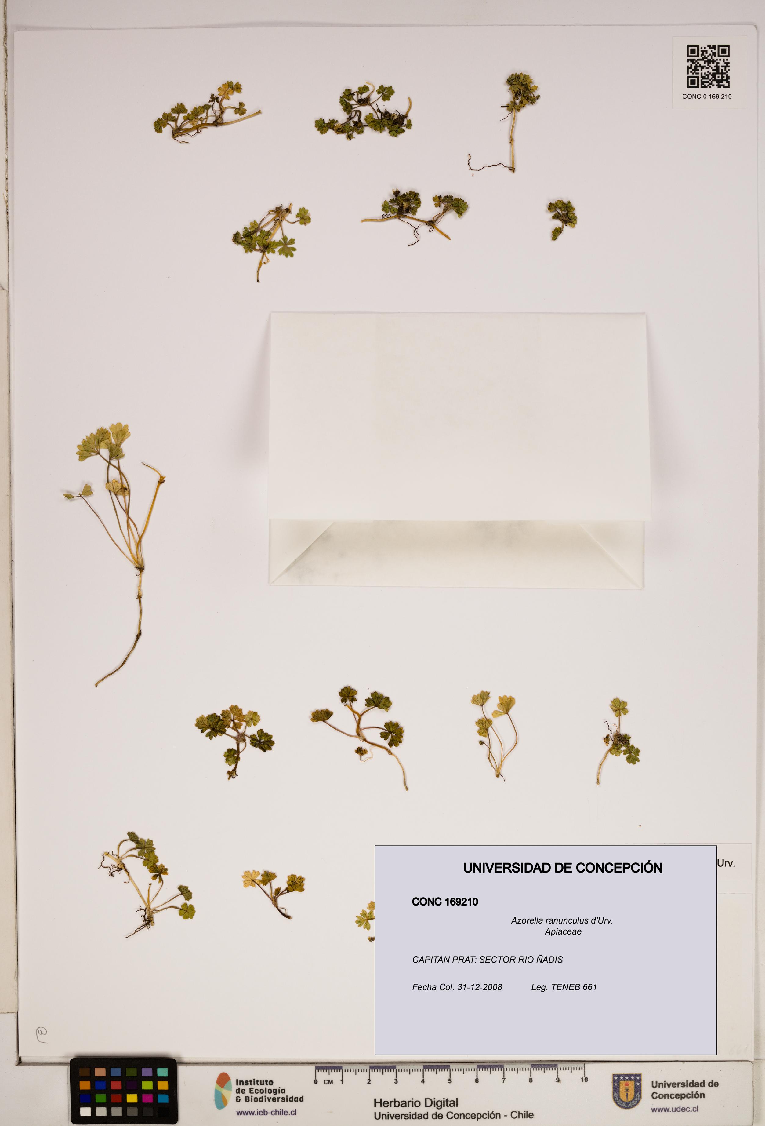 Azorella ranunculus [Espécimen: ]