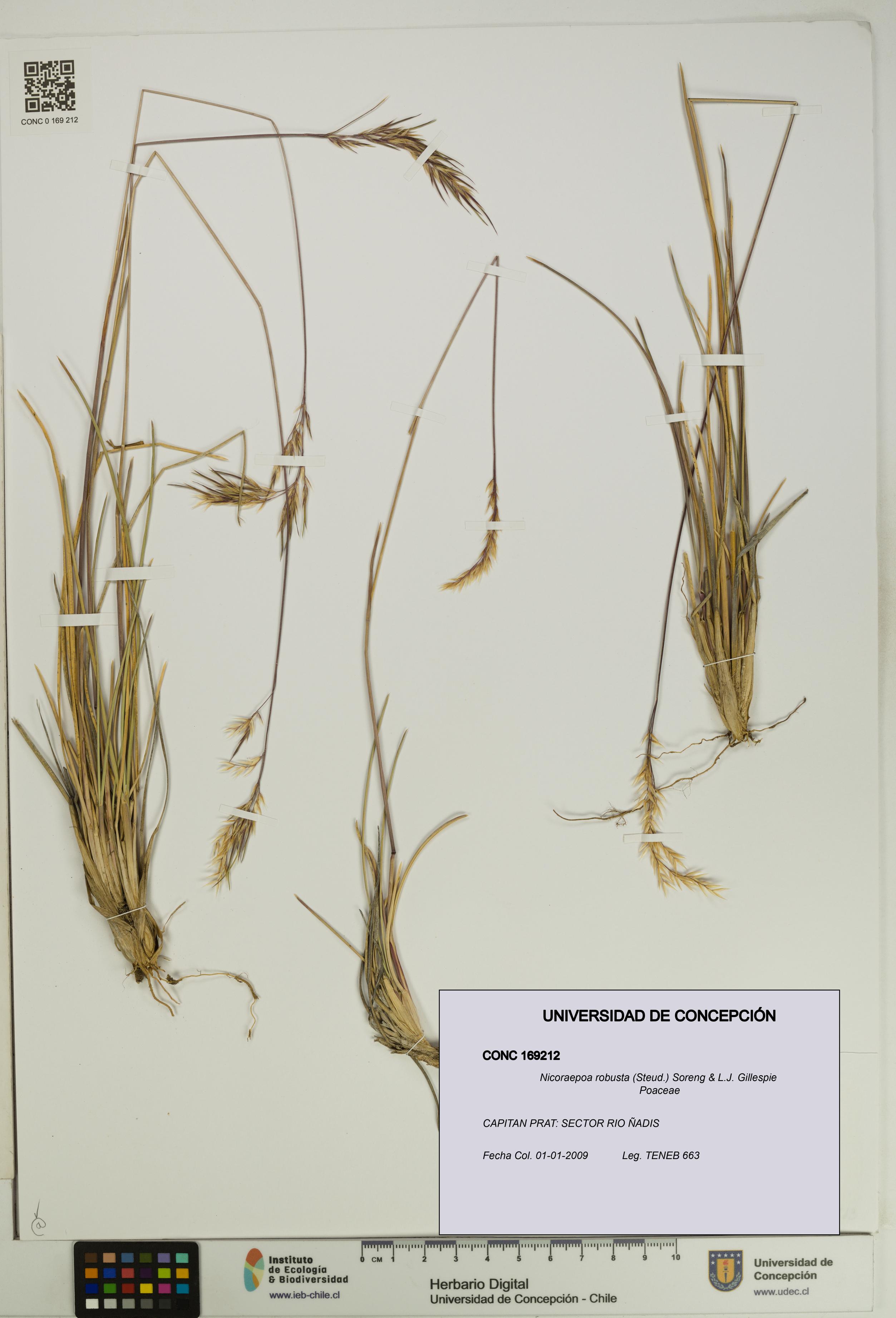 Nicoraepoa robusta [Espécimen: UDEC:CONC:0169212]