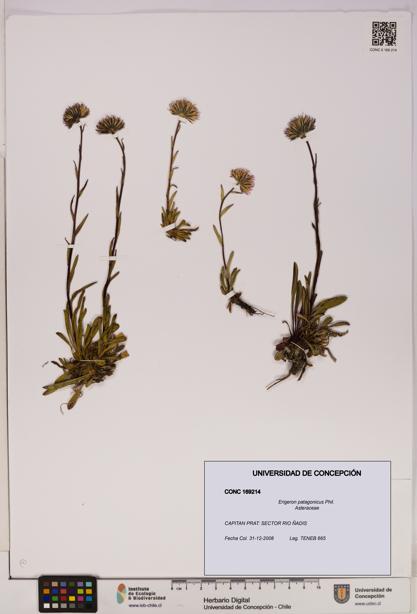 Erigeron patagonicus [Espécimen: UDEC:CONC:0169214]