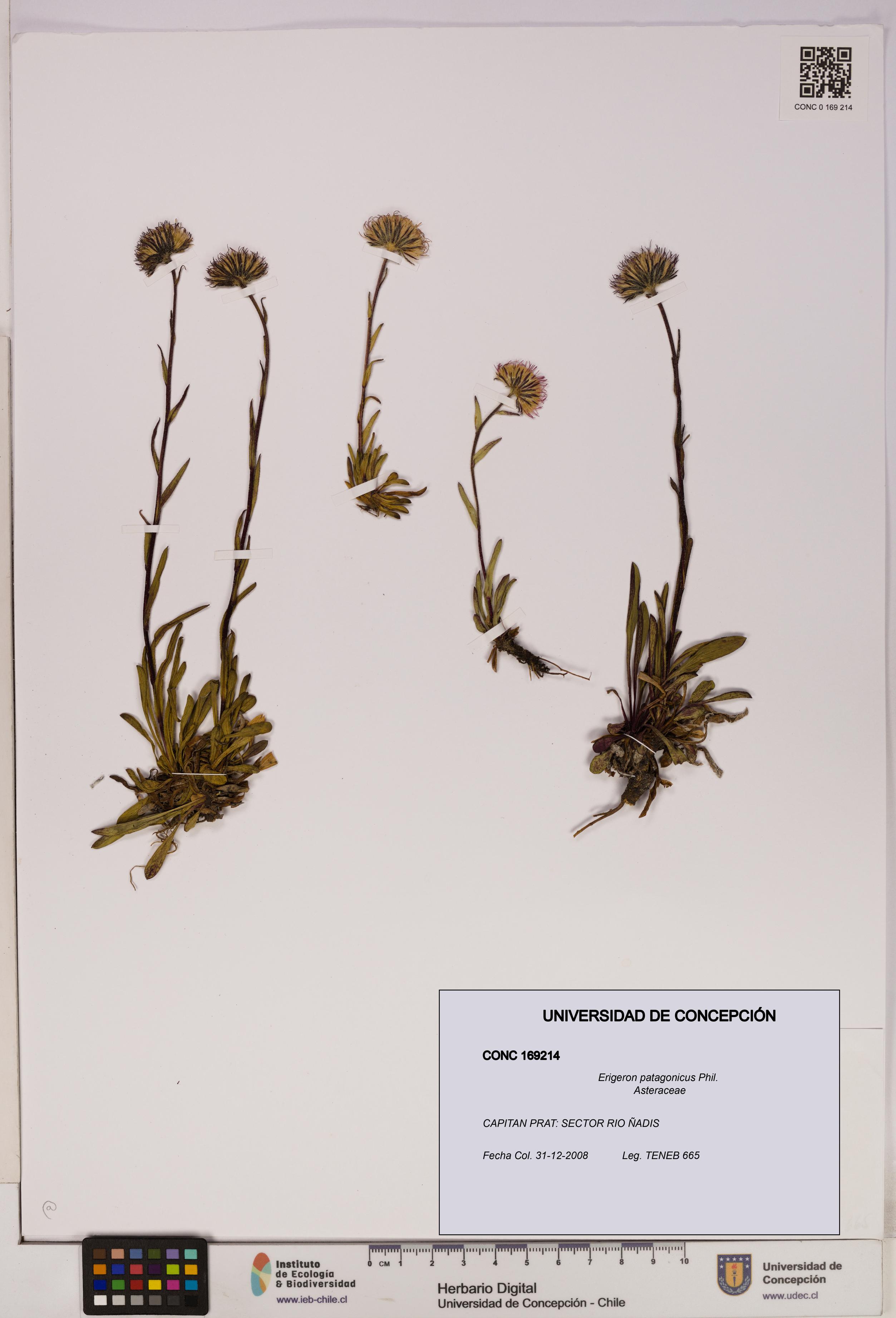 Erigeron patagonicus [Espécimen: UDEC:CONC:0169214]