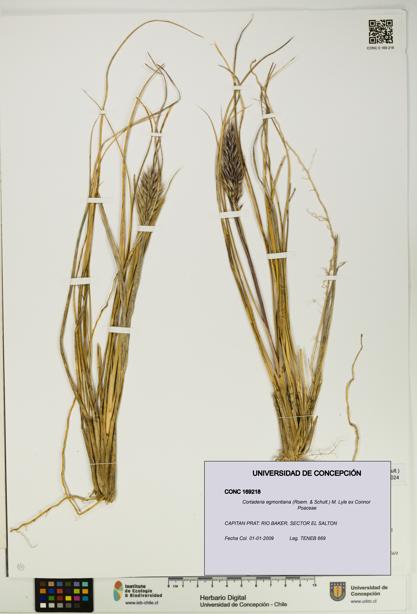 Cortaderia egmontiana [Espécimen: UDEC:CONC:0169218]