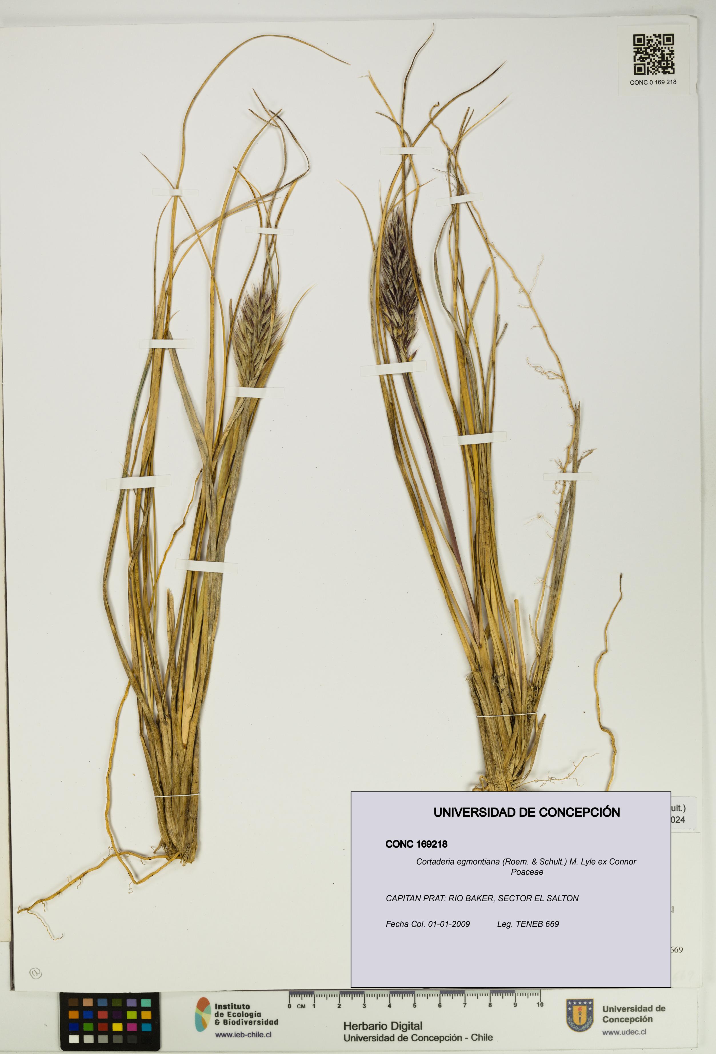 Cortaderia egmontiana [Espécimen: UDEC:CONC:0169218]