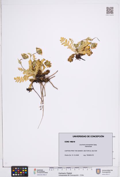 Leucheria eriocephala [Espécimen: ]