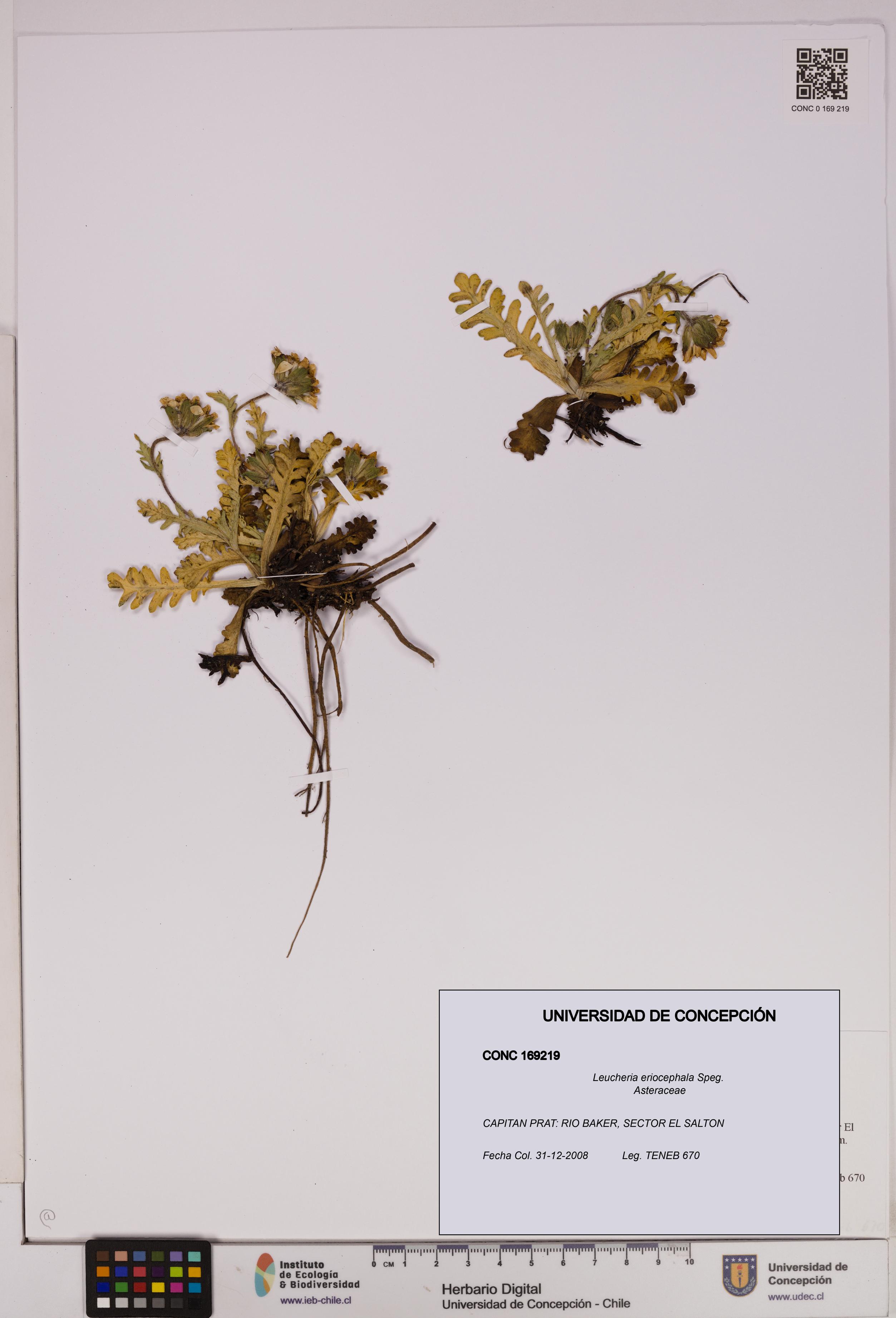 Leucheria eriocephala [Espécimen: UDEC:CONC:0169219]