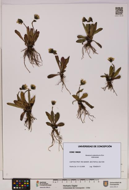Hieracium antarcticum [Espécimen: UDEC:CONC:0169220]