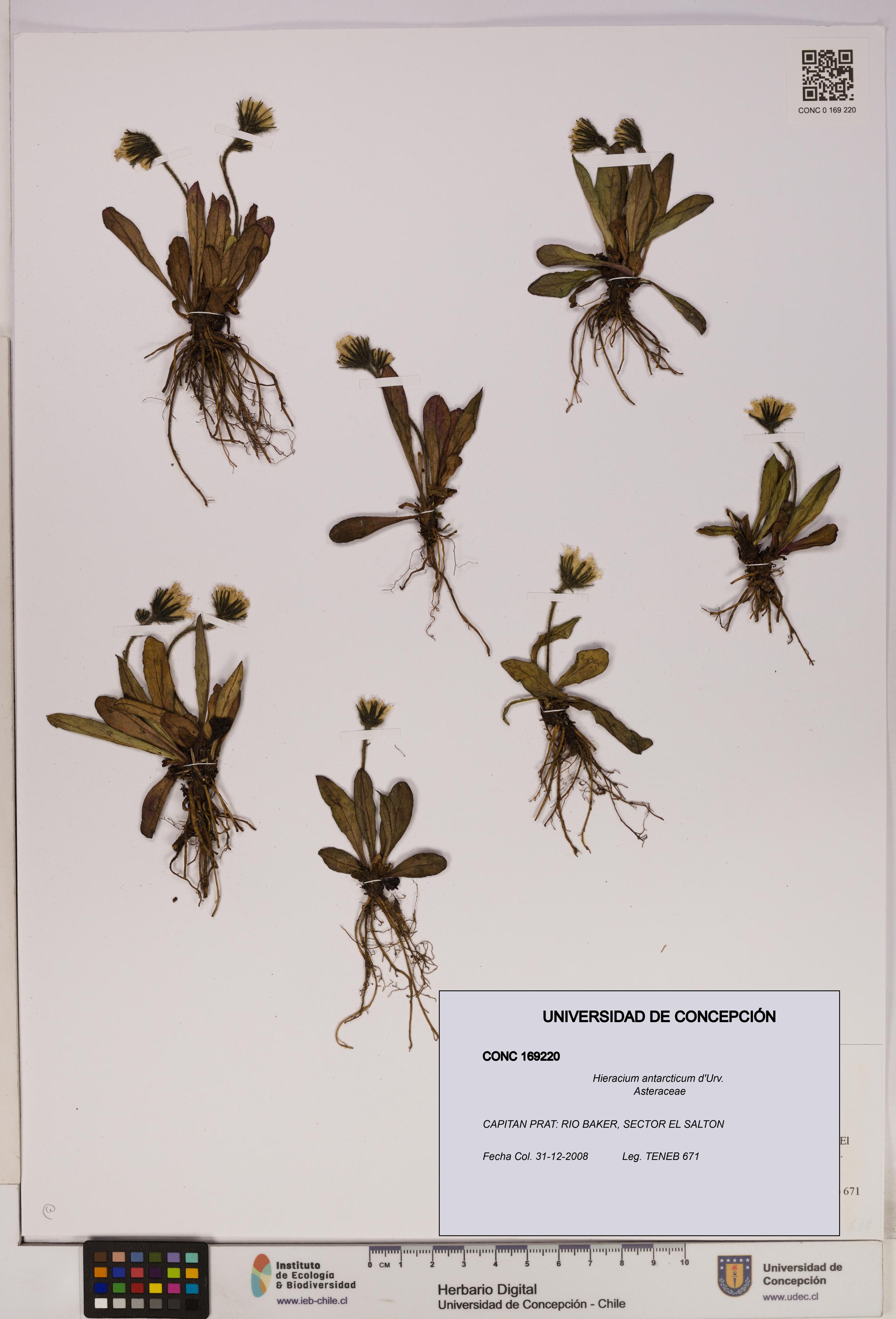 Hieracium antarcticum [Espécimen: UDEC:CONC:0169220]