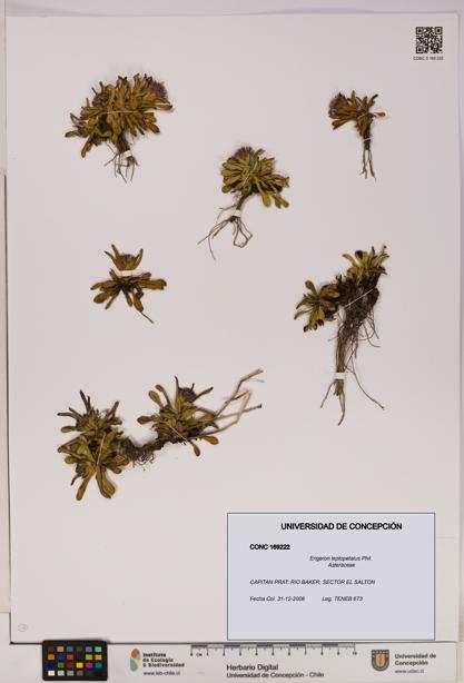 Erigeron leptopetalus [Espécimen: UDEC:CONC:0169222]
