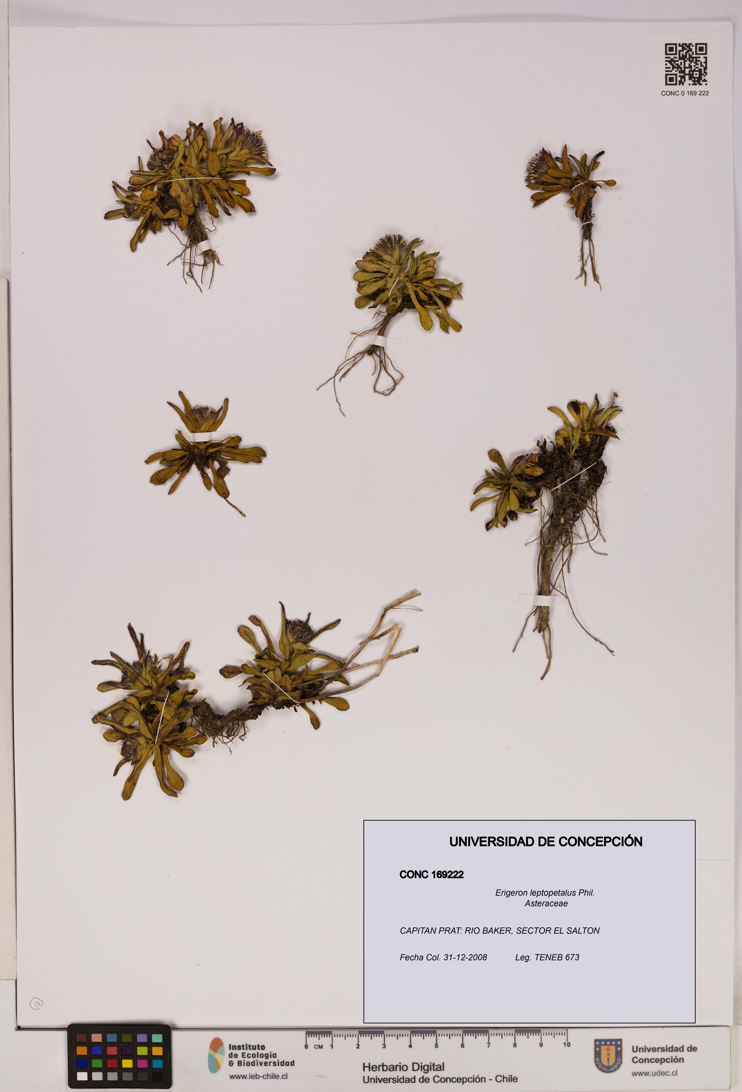 Erigeron leptopetalus [Espécimen: UDEC:CONC:0169222]