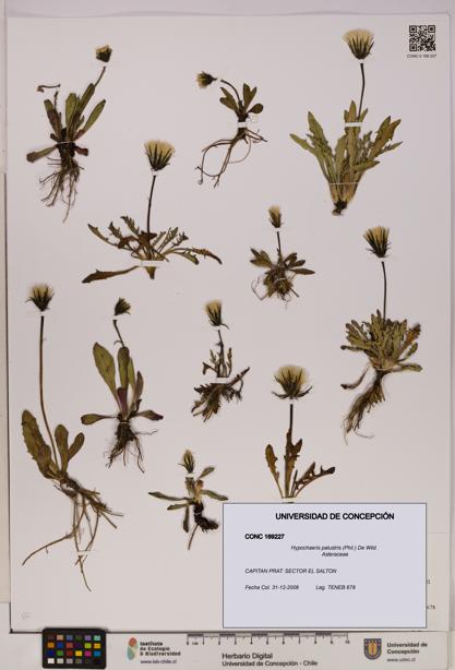 Hypochaeris palustris [Espécimen: UDEC:CONC:0169227]