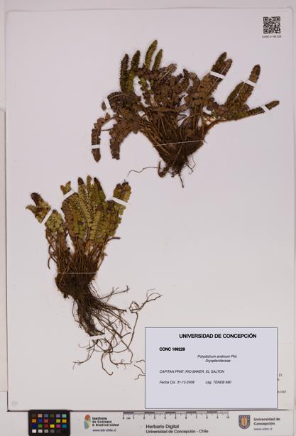 Polystichum andinum [Espécimen: UDEC:CONC:0169229]
