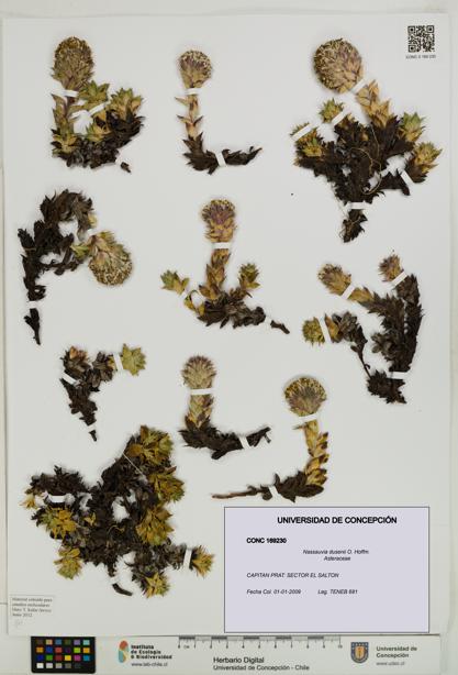 Nassauvia dusenii [Espécimen: UDEC:CONC:0169230]