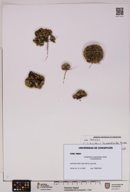 Colobanthus lycopodioides [Espécimen: UDEC:CONC:0169231]