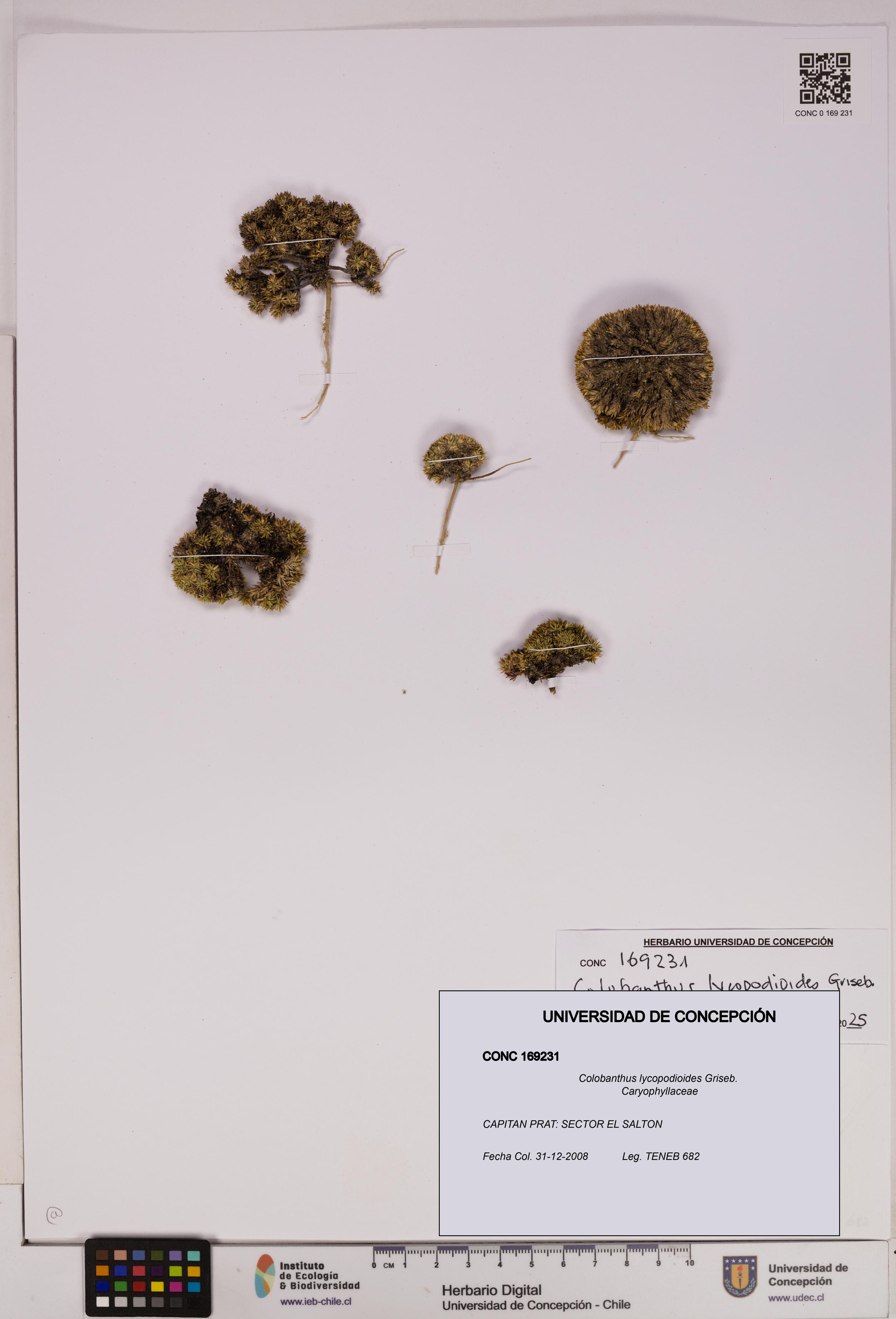 Colobanthus lycopodioides [Espécimen: UDEC:CONC:0169231]