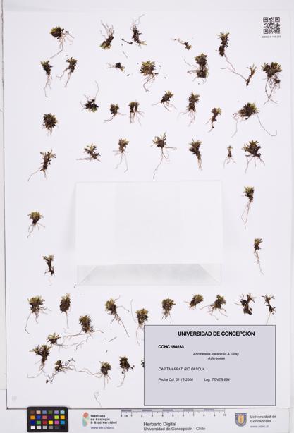 Abrotanella linearifolia [Espécimen: ]