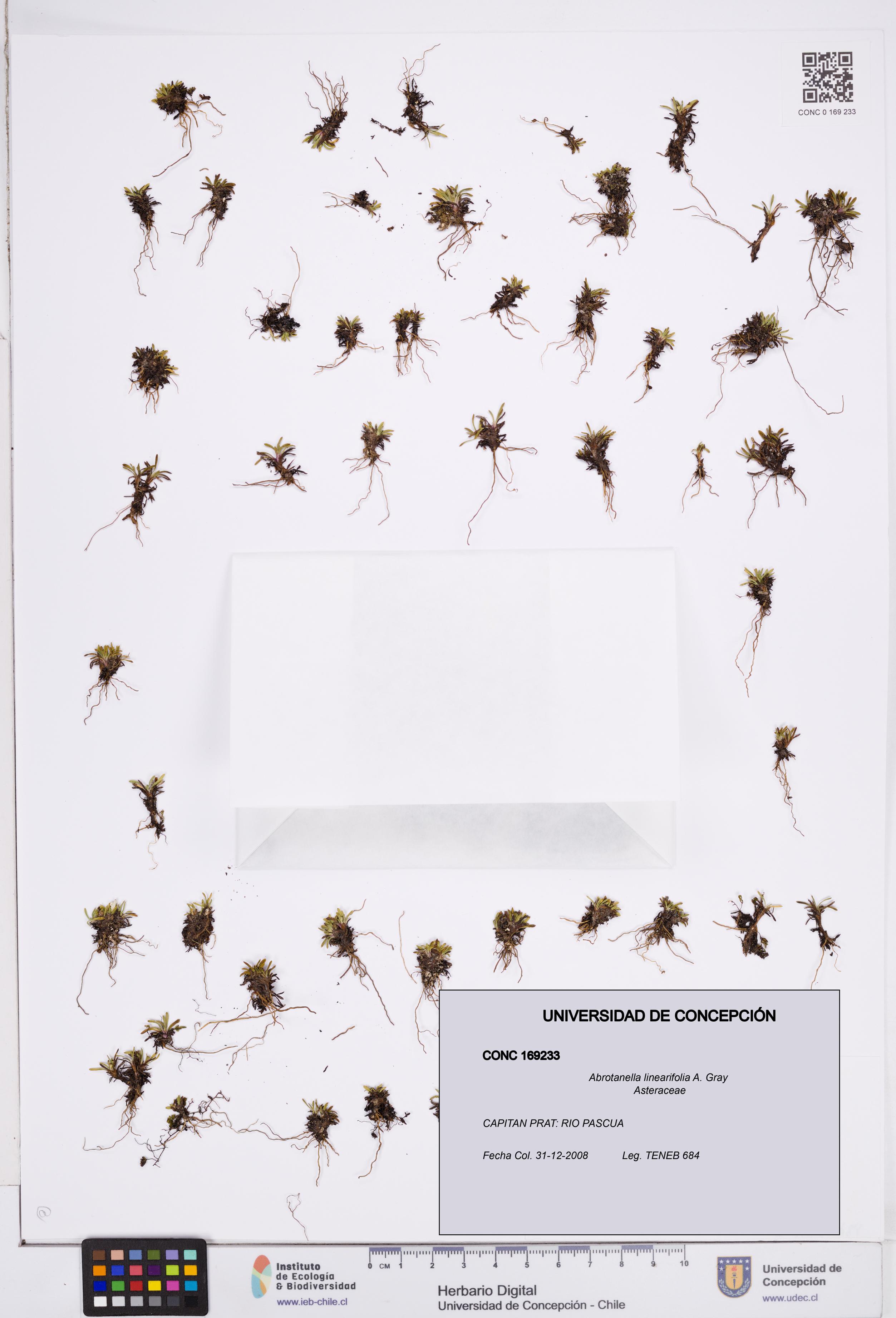 Abrotanella linearifolia [Espécimen: ]