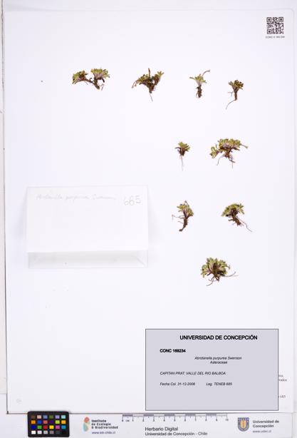 Abrotanella purpurea [Espécimen: ]
