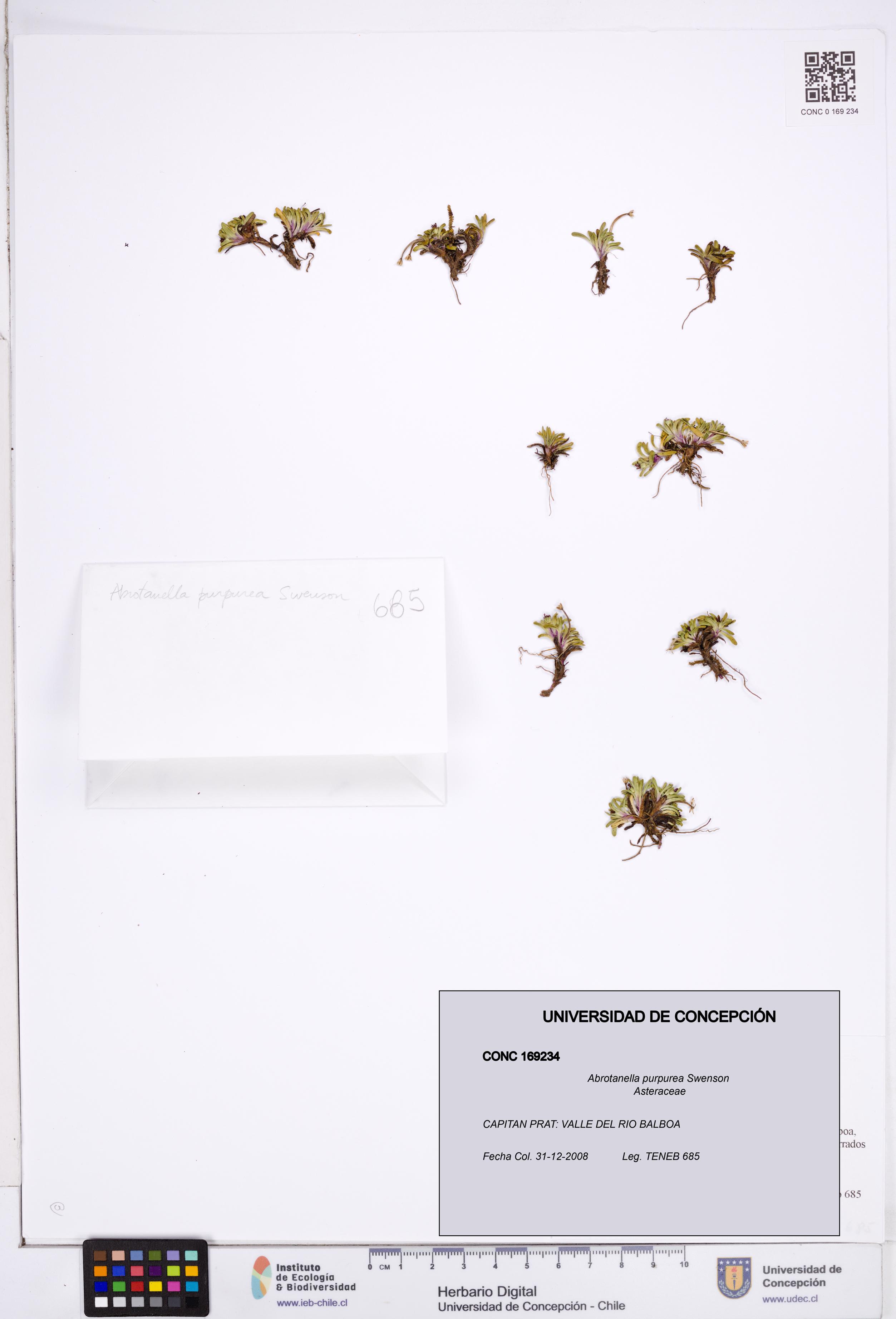 Abrotanella purpurea [Espécimen: ]