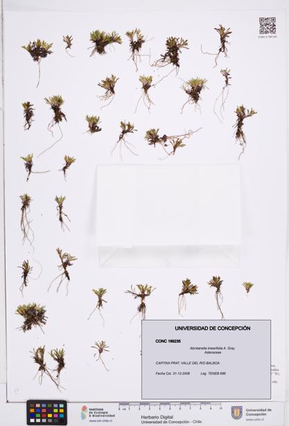 Abrotanella linearifolia [Espécimen: ]