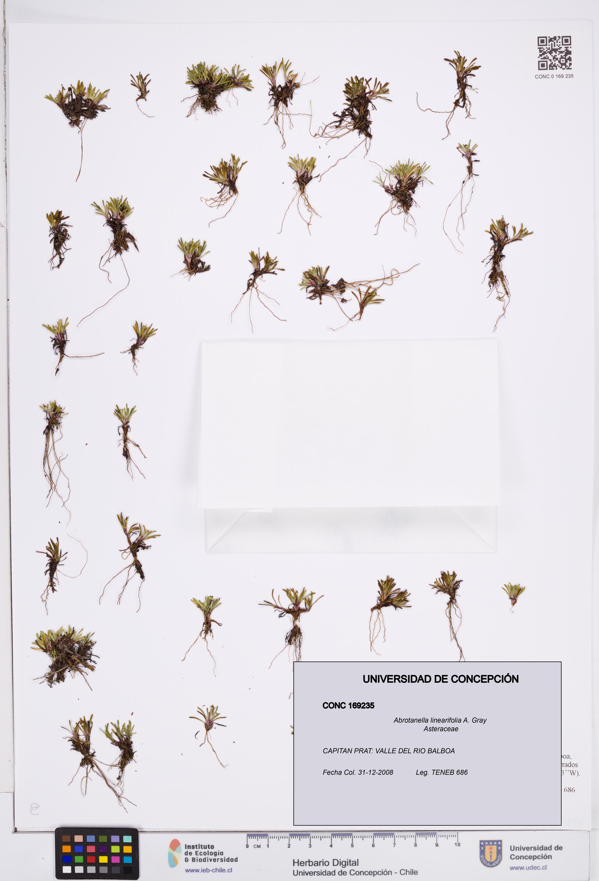 Abrotanella linearifolia [Espécimen: ]