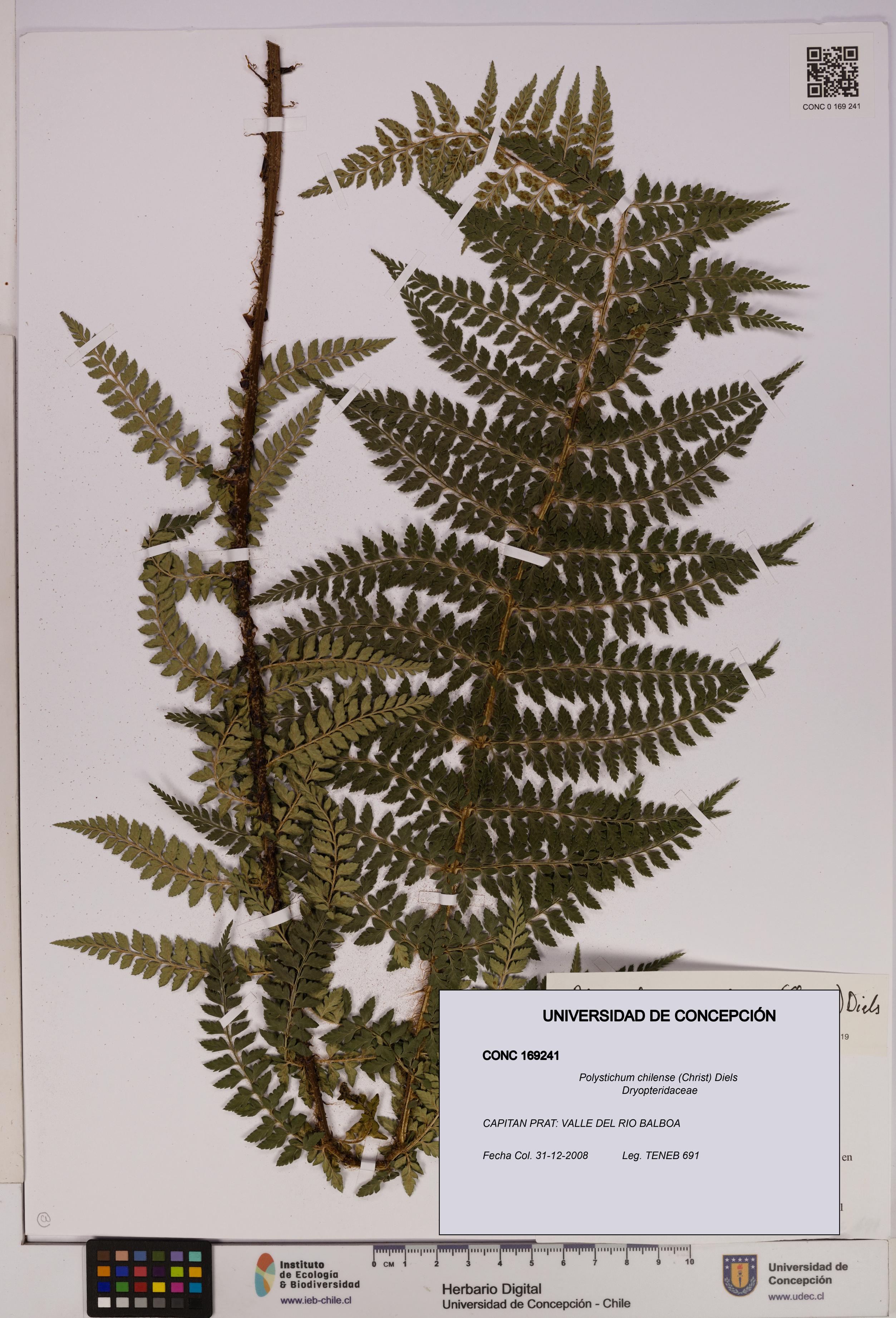 Polystichum chilense [Espécimen: UDEC:CONC:0169241]