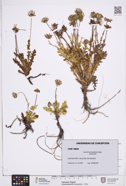 Leucheria eriocephala [Espécimen: ]