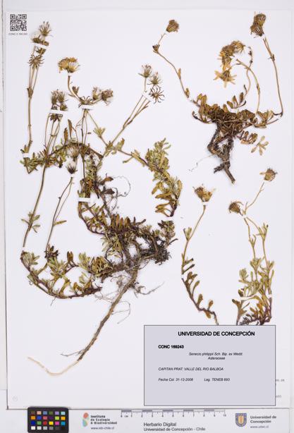 Senecio philippii [Espécimen: ]