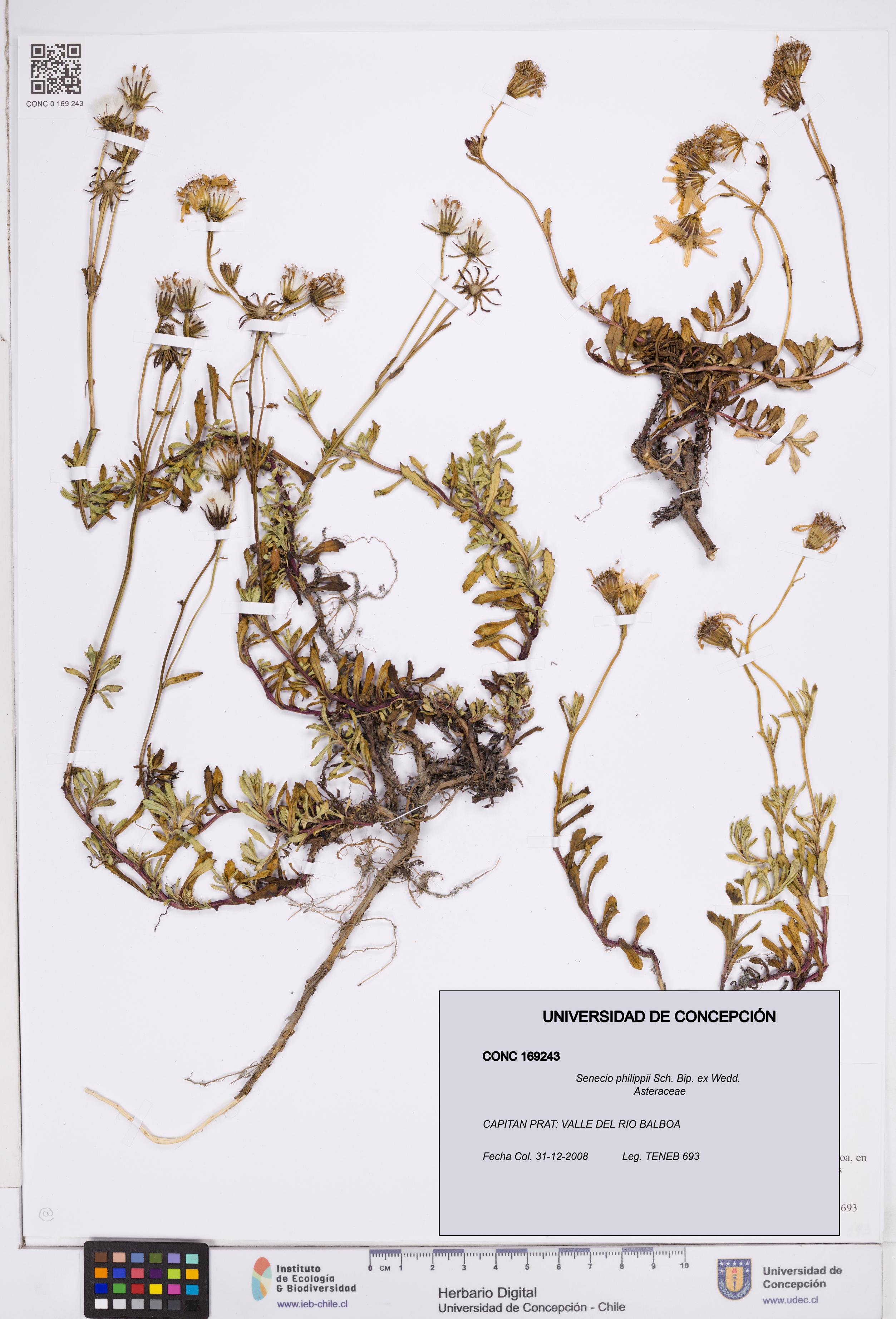 Senecio philippii [Espécimen: ]