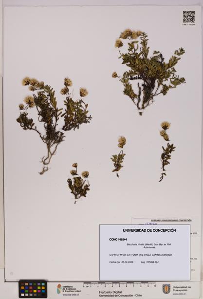 Baccharis nivalis [Espécimen: UDEC:CONC:0169244]