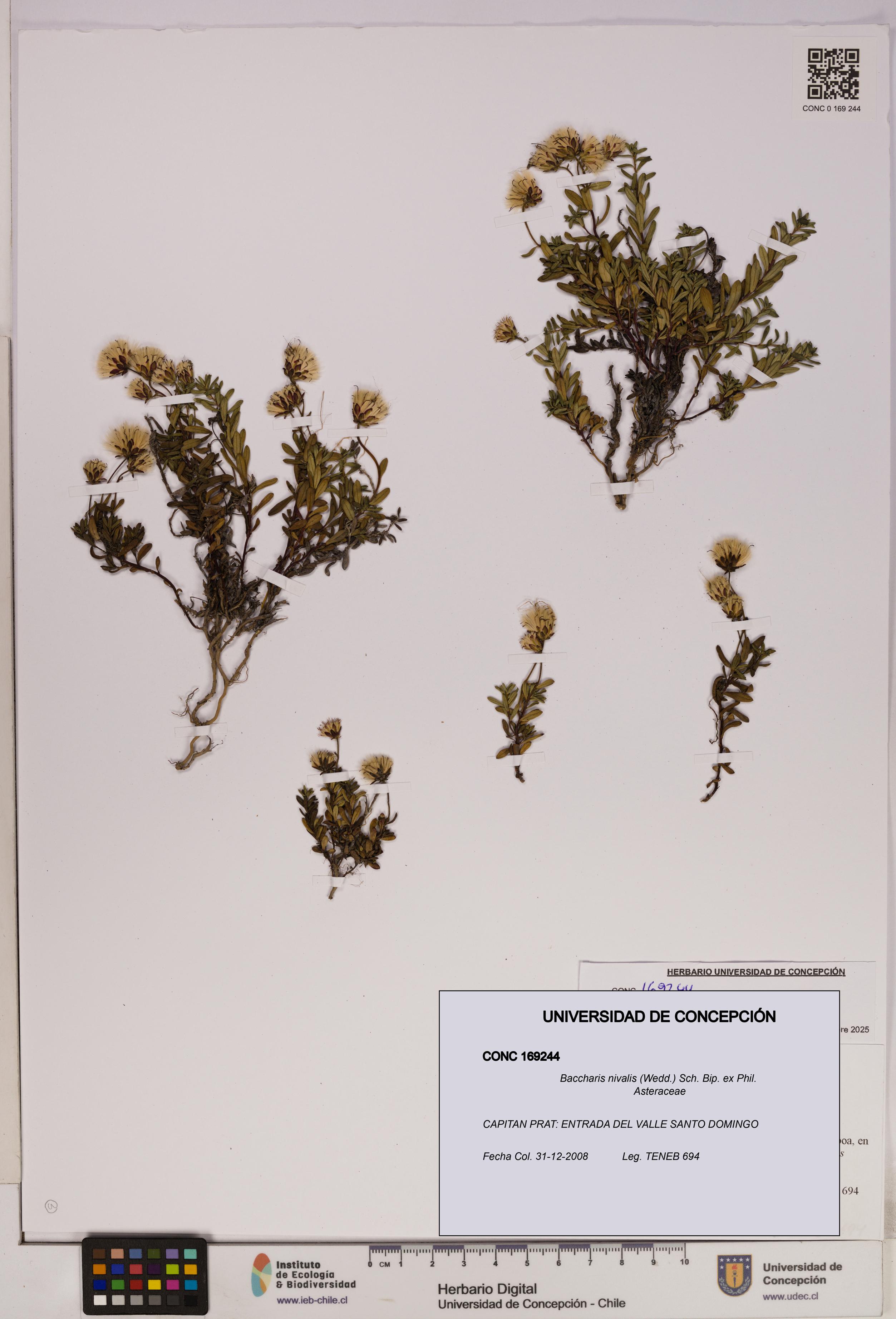 Baccharis nivalis [Espécimen: UDEC:CONC:0169244]
