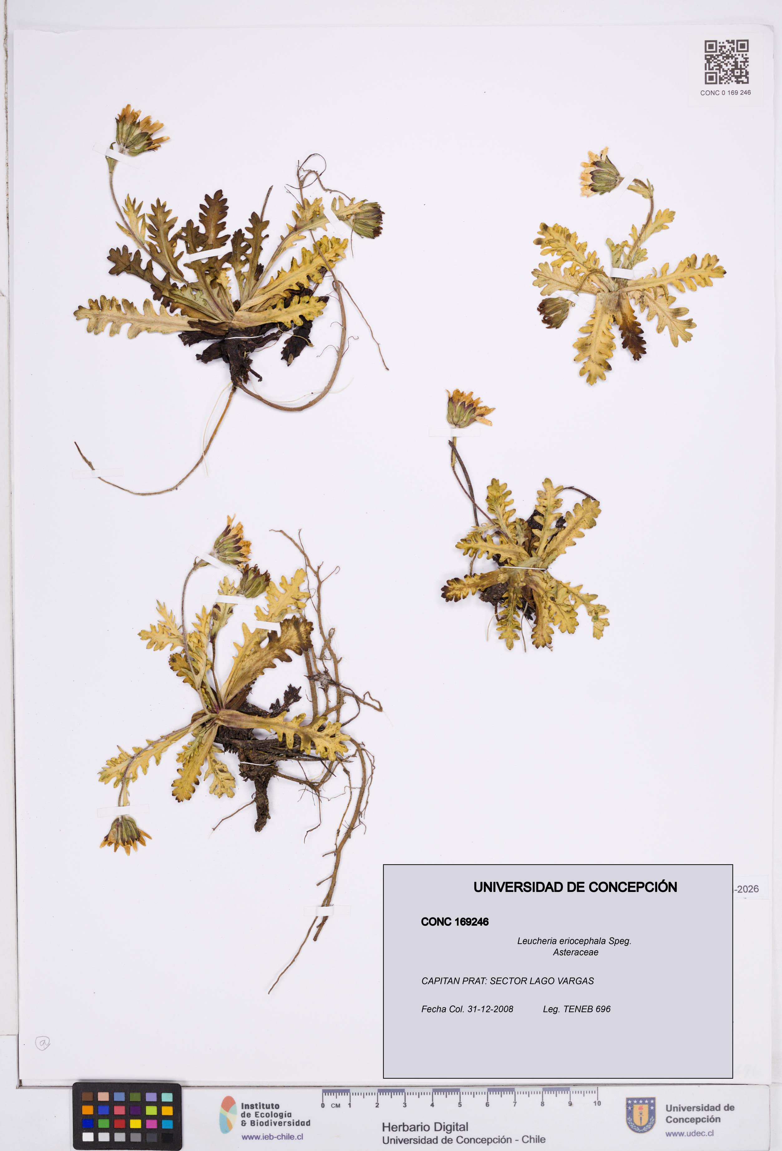Leucheria eriocephala [Espécimen: ]