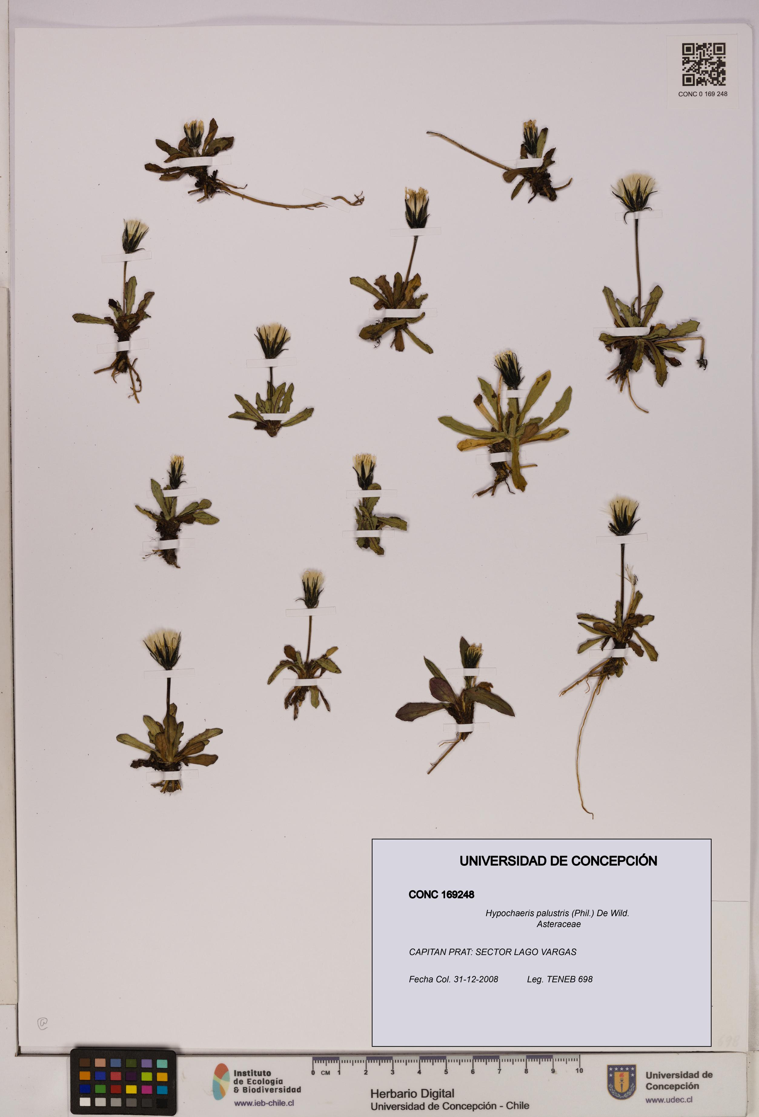 Hypochaeris palustris [Espécimen: UDEC:CONC:0169248]