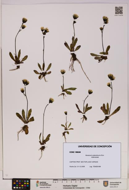 Hieracium antarcticum [Espécimen: UDEC:CONC:0169249]