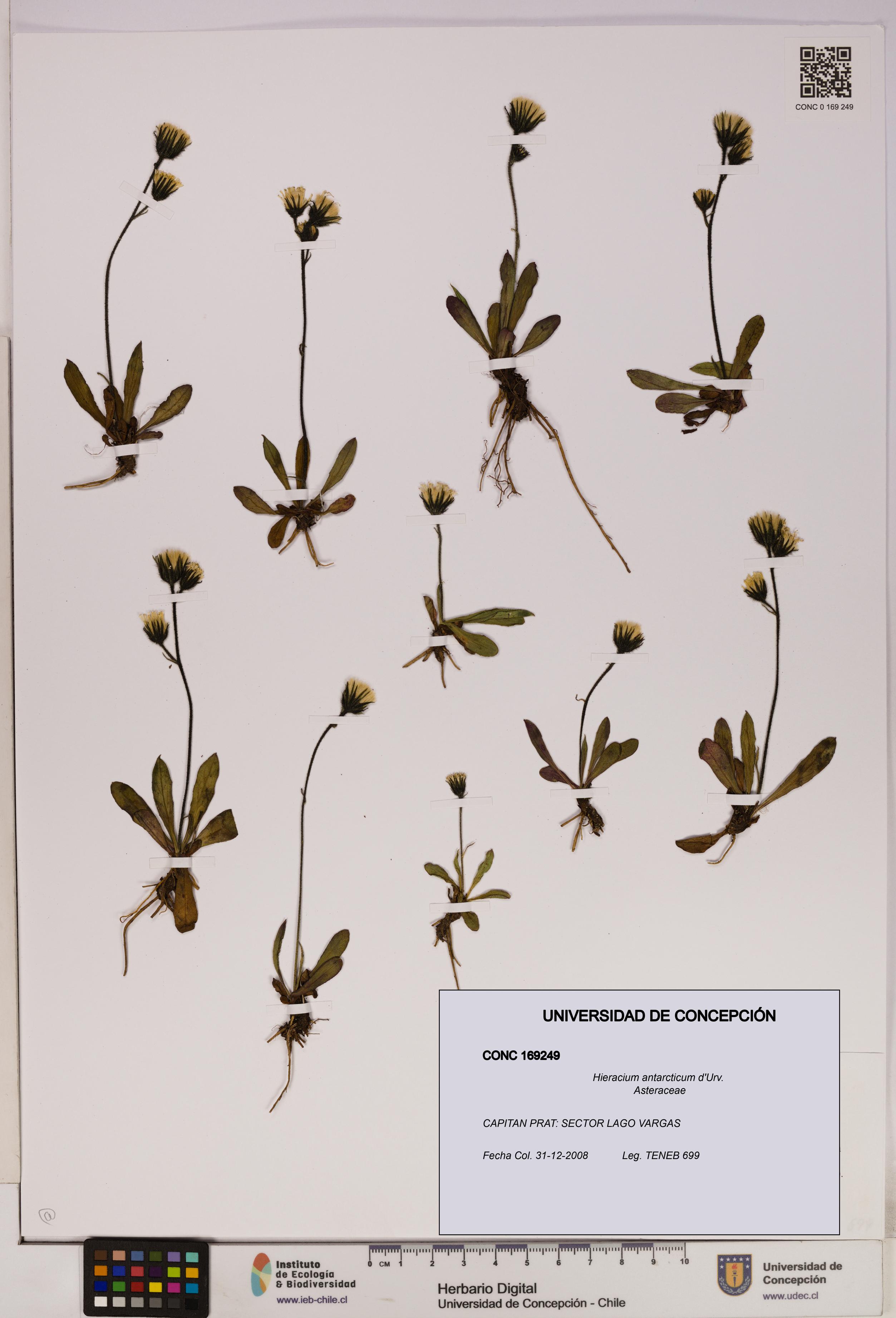 Hieracium antarcticum [Espécimen: UDEC:CONC:0169249]