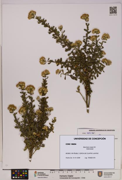 Baccharis neaei [Espécimen: UDEC:CONC:0169254]