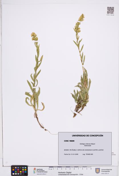Solidago chilensis [Espécimen: ]