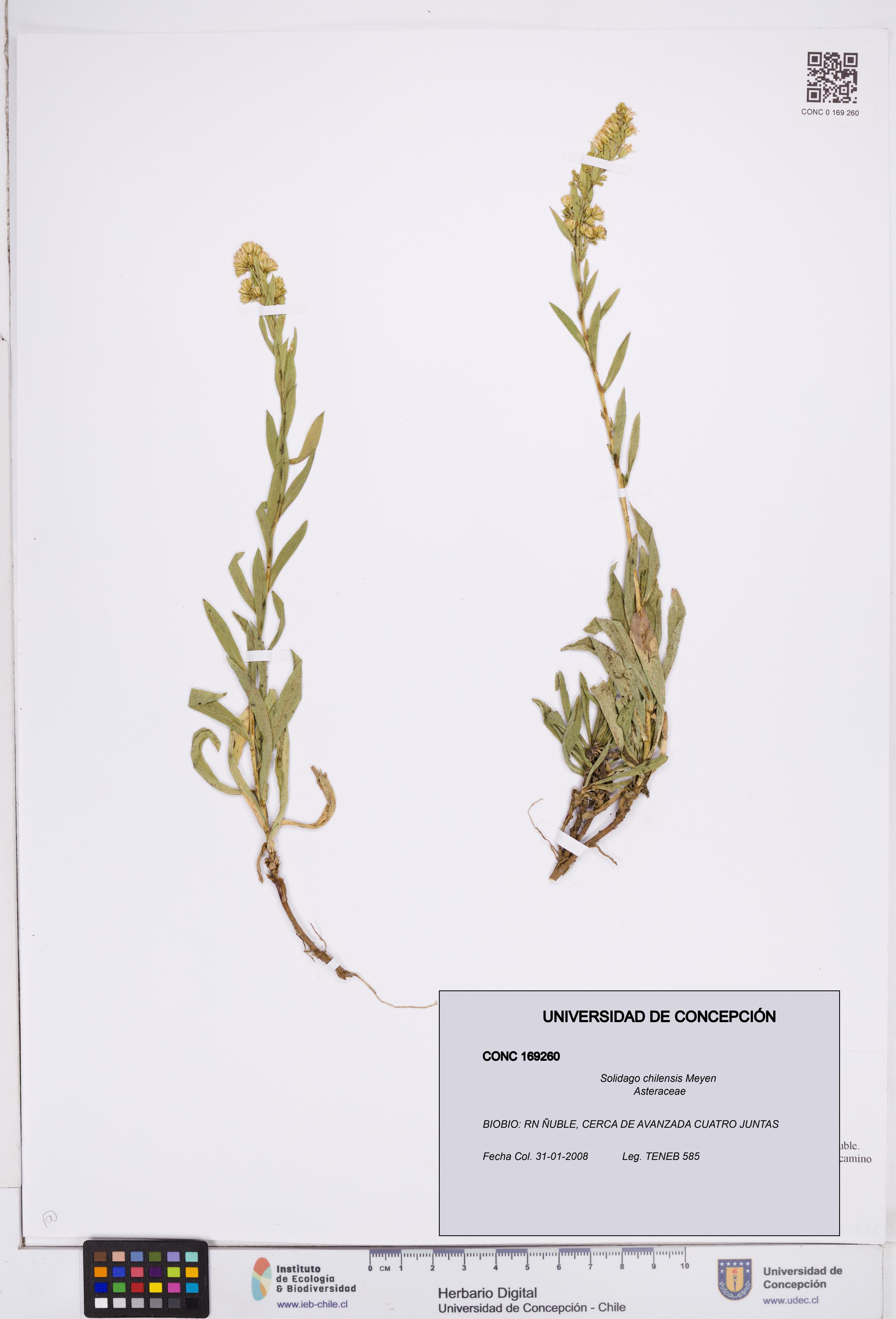 Solidago chilensis [Espécimen: ]