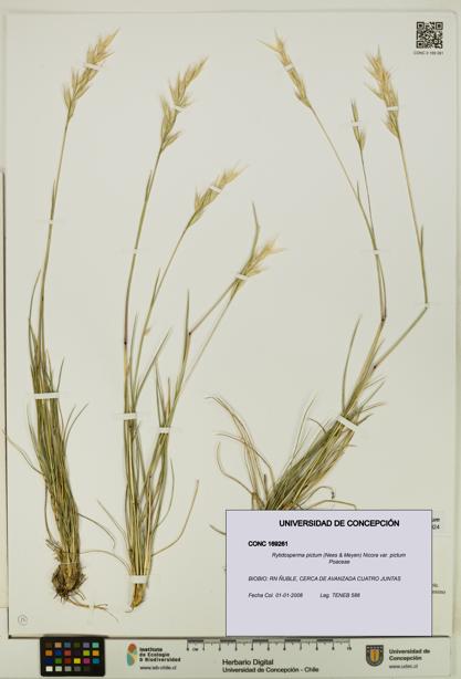 Rytidosperma pictum var. pictum [Espécimen: UDEC:CONC:0169261]