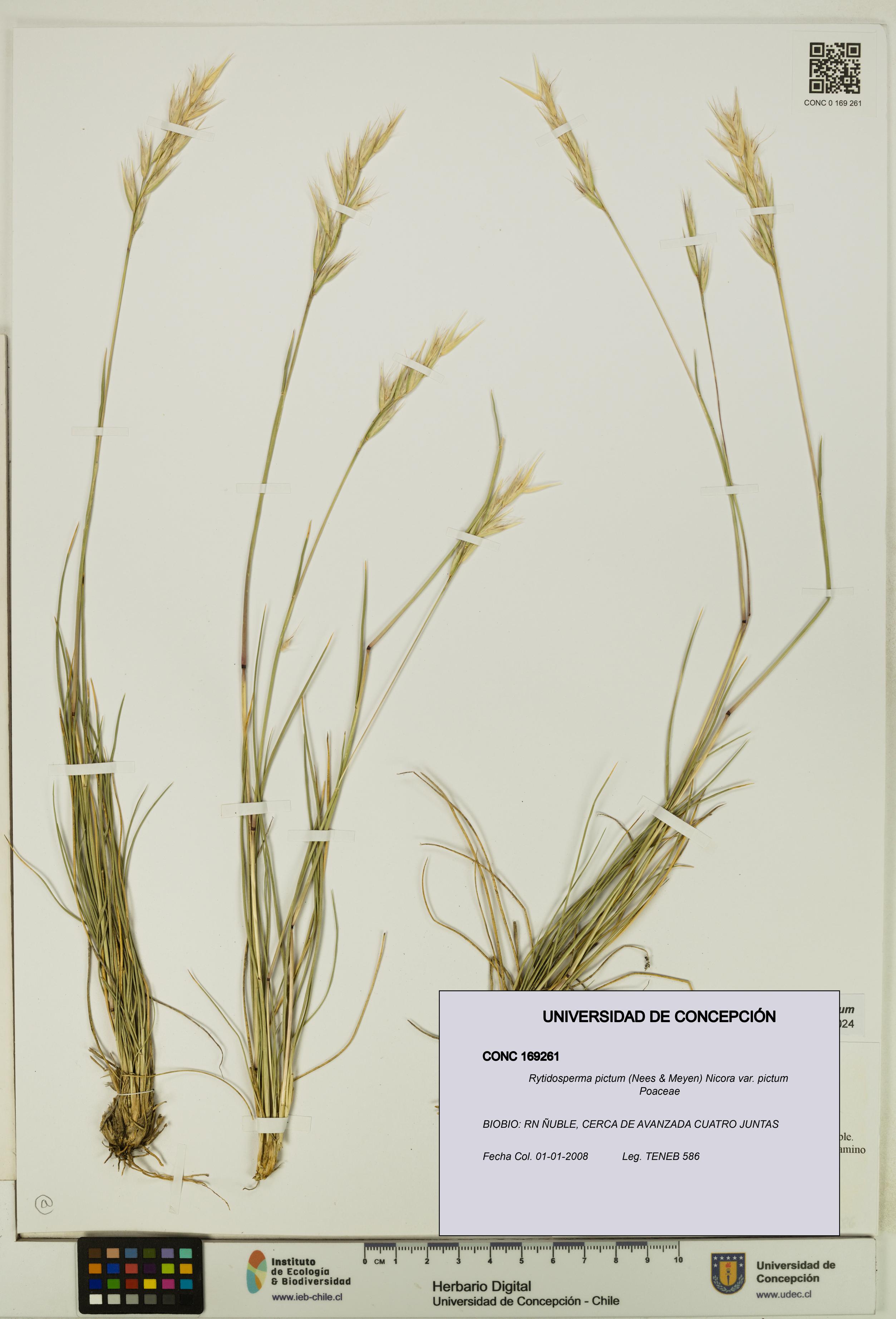 Rytidosperma pictum var. pictum [Espécimen: UDEC:CONC:0169261]