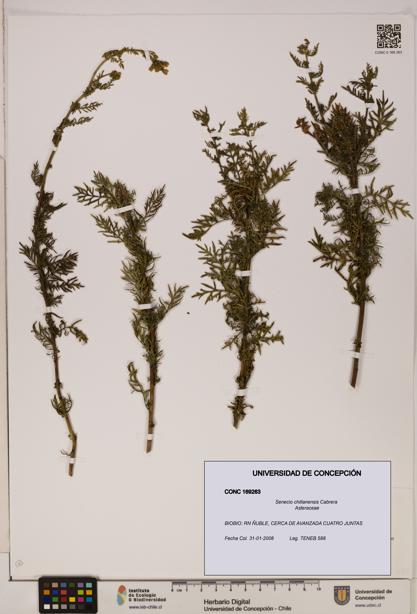 Senecio chillanensis [Espécimen: UDEC:CONC:0169263]