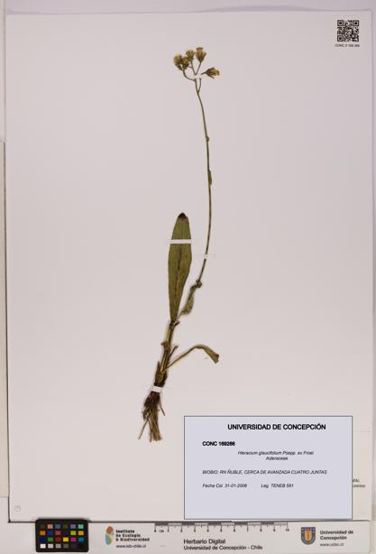 Hieracium glaucifolium [Espécimen: UDEC:CONC:0169266]
